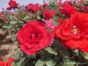 月季、玫瑰、蔷薇分别是什么？如何区别？